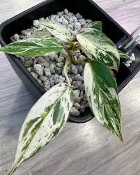 Philodendron Emerald King