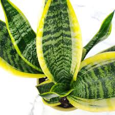 Sanseveria Futura 'Snake Plant'